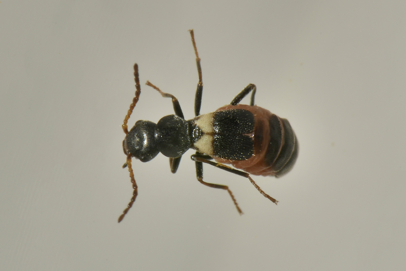 Malachidae da spiaggia? Brachemys dalmatinus